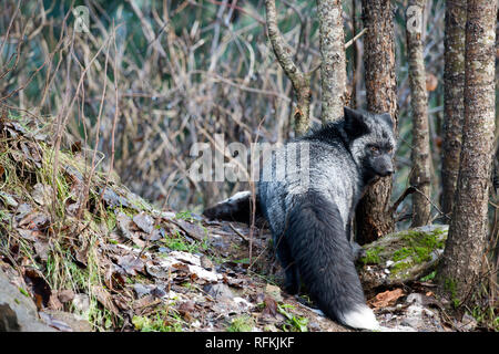 Captive Silver fox (melanistic Form von Red Fox - Vulpes vulpes) an kroschel Filme Wildlife Center in der Nähe von Haines AK Stockfoto