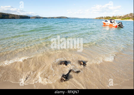 Cockle Creek, Tasmanien, Australien Stockfoto