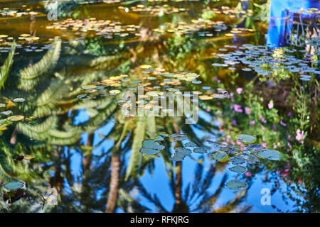 Blätter am Teich, rote Fische und Spiegelungen der Bäume im Majorelle-Garten / Jardin Majorelle, Marrakesch, Marokko Stockfoto