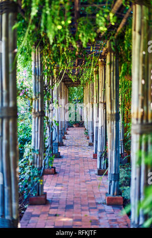 Tiefe zwischen den Pflanzen, Majorelle Garten / Jardin Majorelle, Marrakesch, Marokko Stockfoto