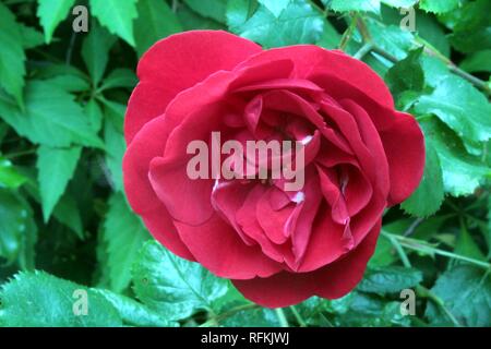 Eine rote Blume von einem Garten Rose Stockfoto