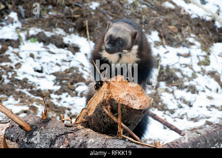 Captive Wolverine Stockfoto