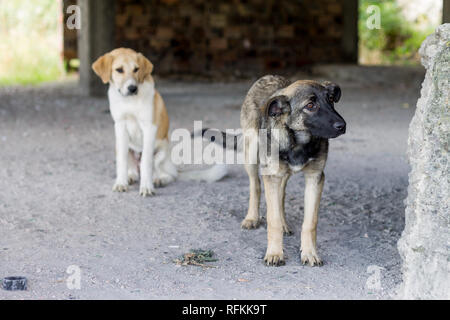 Zwei streunende Hunde Stockfoto