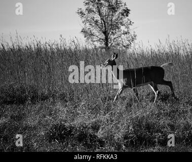 Eine einzelne Doe zu Fuß durch ein Feld mit einem einzelnen Baum im Hintergrund in Schwarz und Weiß. In Omaha Nebraska USA erfasst. Stockfoto