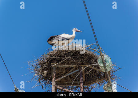 Weißstorch in einem nest Stockfoto