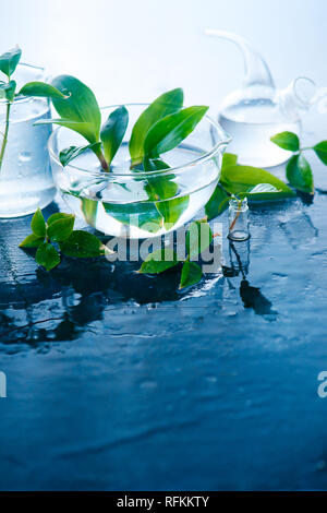 Gläser und Vasen mit grünen Frühling Pflanzen. Klarheit und Frische Konzept mit kopieren. Labor plassware Stockfoto