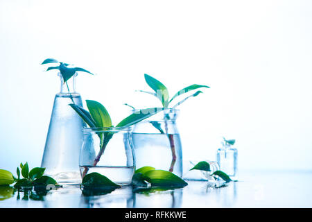 Gläser und Vasen mit grünen Frühling Pflanzen. Klarheit und Frische Konzept mit kopieren. Weiße nass Hintergrund Stockfoto