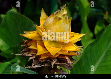 Golden Lotus, Zwerg Banane Musella lasiocarpa Stockfoto