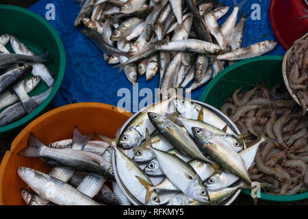Fischmarkt, Kochi, Kerala, Indien Stockfoto