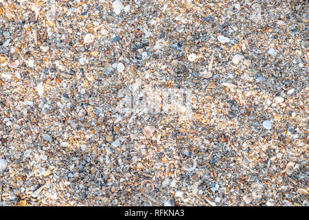 Draufsicht auf die Vielzahl von Muscheln vom Strand zum Hintergrund. Stockfoto