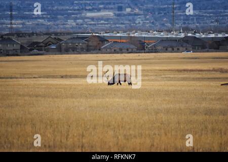 Bull Elk seine Herde Harem auf der Baccus Autobahn die Westside mit Blick auf Salt Lake Valley und Wasatch Front Rocky Mountains in den Ausläufern der Oqu Stockfoto