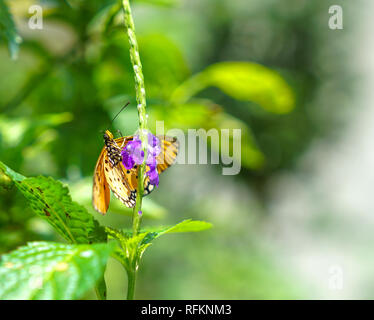 Tawny Coster Schmetterling im Garten gefunden Stockfoto