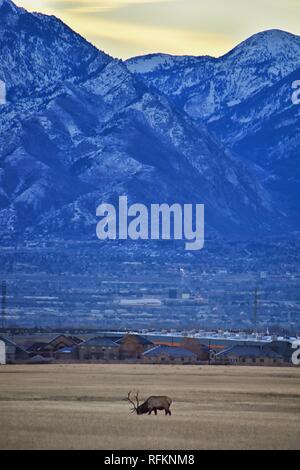 Bull Elk seine Herde Harem auf der Baccus Autobahn die Westside mit Blick auf Salt Lake Valley und Wasatch Front Rocky Mountains in den Ausläufern der Oqu Stockfoto