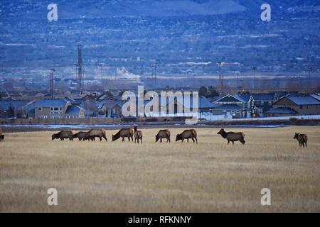 Bull Elk seine Herde Harem auf der Baccus Autobahn die Westside mit Blick auf Salt Lake Valley und Wasatch Front Rocky Mountains in den Ausläufern der Oqu Stockfoto