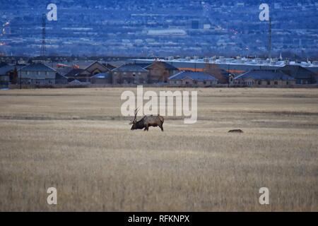 Bull Elk seine Herde Harem auf der Baccus Autobahn die Westside mit Blick auf Salt Lake Valley und Wasatch Front Rocky Mountains in den Ausläufern der Oqu Stockfoto