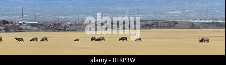 Bull Elk seine Herde Harem auf der Baccus Autobahn die Westside mit Blick auf Salt Lake Valley und Wasatch Front Rocky Mountains in den Ausläufern der Oqu Stockfoto