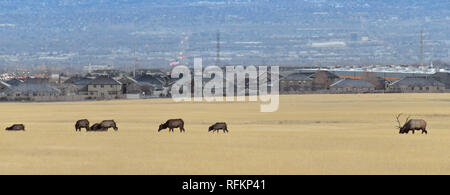 Bull Elk seine Herde Harem auf der Baccus Autobahn die Westside mit Blick auf Salt Lake Valley und Wasatch Front Rocky Mountains in den Ausläufern der Oqu Stockfoto