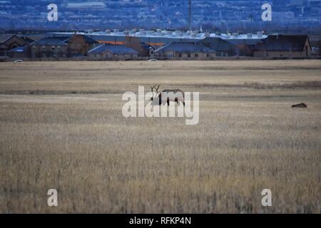 Bull Elk seine Herde Harem auf der Baccus Autobahn die Westside mit Blick auf Salt Lake Valley und Wasatch Front Rocky Mountains in den Ausläufern der Oqu Stockfoto