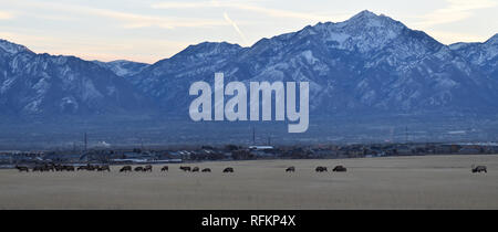 Bull Elk seine Herde Harem auf der Baccus Autobahn die Westside mit Blick auf Salt Lake Valley und Wasatch Front Rocky Mountains in den Ausläufern der Oqu Stockfoto