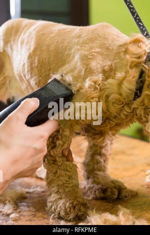 Pflege die Haare von Braun Hunderasse Cocker Spaniel. Die Groomer verwendet einen Trimmer für die Fellpflege Hund. Stockfoto