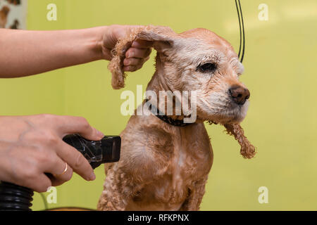 Pflege die Haare von Braun Hunderasse Cocker Spaniel. Die Groomer verwendet einen Fön zu trocknen Hund. Stockfoto