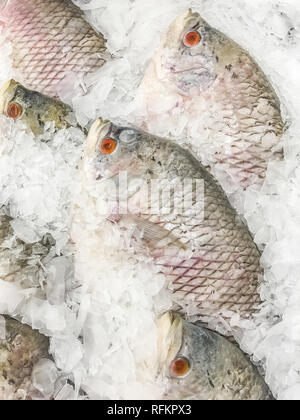 Riesiger Gourami Fisch frisch im Eis auf Markt zu verkaufen. Stockfoto