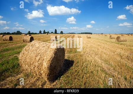 Haystacks in the field. Harvest Stockfoto