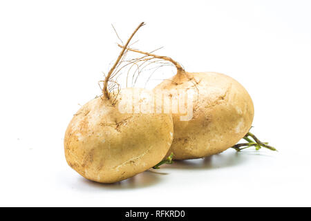 Pachyrhizus erosus? Gesamte Jicama isoliert auf weißem Hintergrund Stockfoto