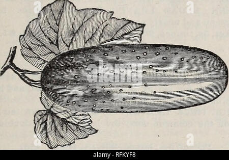 . Samen für den Garten, Hof & Amp; Feld: Gemüse, Bauernhof, blumensamen. Gemüse Samen Kataloge; Blumen; Gräser, Samen Samen Kataloge Kataloge; Gartengeräte und Zubehör Kataloge; kommerzielle Kataloge Missouri Saint Louis. Anlage Seed Company, St. Louis, MO 17 Preise hier genannten inclatle PORTO OB LIEFERUNG FREI HAUS. Wenn auf Kosten des Bestellers lOc gesendet. pro Pfund können abgezogen werden. Gurke. Französisch, Concomhre. Deutsch, Gurke. Spanisch, Coktmbro. Eine Unze auf 60 Hügeln; 2 bis 3 Pfund an den Morgen, in den Hügeln. Die Pflanzen sind zart und Bepflanzung sollte bis Nieder warmes Wetter, oder Amp verzögert werden Stockfoto