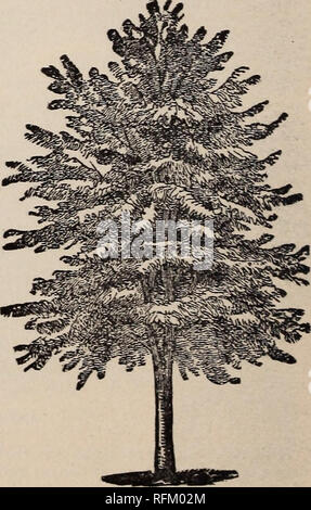 . Beschreibender Katalog der Obst- und Zierbäume, Weinreben, Evergreens, Stauden, Rosen, etc. Baumschulen (Gartenbau) North Carolina Pomona Kataloge; Obstbäume Sämlinge Kataloge Kataloge; Obst; Pflanzen, Zierpflanzen Kataloge. PECAN. Pekannüsse. Ab | Die * beste wählen Sie gewachsen-ed-dünne Schale Pflanzkartoffeln und kann geltend gemacht werden, die für alle praktischen Zwecke gleich die veredelten tTees und viel billiger. Schattenspendende Bäume. Ahorn, Silber. Ein schneller wachsenden Baum, und sehr beliebt wegen seiner wird schneller wachsen als die anderen Ahorne, außer es macht einen stattlichen Shade tree. flaple, Norwegen. Mak Stockfoto