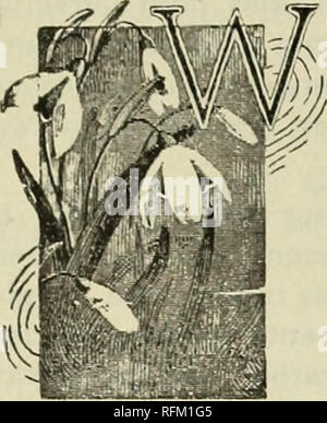 . Jährliche Katalog 1899 einheimische und exotische Pflanzen, Bäume, Sträucher. Baumschulen (Gartenbau) Florida Kataloge; Baumschulen Florida Kataloge, tropischen Pflanzen und Palmen Kataloge Kataloge; Obstbäume Sämlinge Kataloge; Zitrusfrüchte Industrie Kataloge Kataloge; Obst; Pflanzen, Zierpflanzen Kataloge. 1883 • 1899. Royal Palm Baumschulen ... ONECO... MANATEE CO., Florida, US A. ¥ ¥ ¥ ¥ Einleitenden. E FREUDE an der Präsentation an unsere Freunde und Gönner des 16. jährlichen Katalog und Preisliste für das Royal Palm Baumschulen. Diese Edition wurde sorgfältig überarbeitet, und die systematische Art und Weise, in der Stockfoto