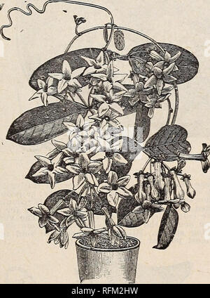 . Florale Katalog : Ill. Baumschulen (Gartenbau) Kentucky Louisville Kataloge; Pflanzen, Zierpflanzen, Blumen Kataloge Kataloge; Bäume Sämlinge Kataloge; Obst Kataloge. LOUISVILLE, KY. 81 Solanum Wendlandii. Wir haben noch nie irgendwo außer Wendlandii bei Kew, wo es gibt zwei prächtige Exemplare, eine in den saftigen House und die andere in der Seerose - Haus bemerkt. Wir haben es vorher beschrieben, aber es wieder vergessen, wie es scheint, immer in voller Blüte, die mit einem freien Dis-play Der schweren Massen der violett-blauen Blüten, die einzeln sind sehr groß, 2% Zoll, im Cluster Stockfoto