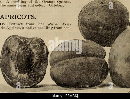 . Alles für die obstbauer: 1899. Baumschulen (Gartenbau), Ohio, Bridgeport, Kataloge, Baumschulen, Ohio, Kataloge, Obstbäumen, Sämlinge, Kataloge; Obst, Kataloge, Blumen, Kataloge; Pflanzen, Zierpflanzen, Kataloge. Bourgeat Quitte. HARRIS HARDY. Auszug aus dem ländlichen New-Yorker: "Die Harris Aprikose, ein gebürtiger Sämling von Cen- New York, ist weitgehend vorhanden zu kommerziellen pur gewachsen - Posen, und ist ein deutlicher Erfolg. Die Frucht ist so groß wie die beste Aprikose in Califor nia gewachsen, und so viel bessere Qualität zu machen und einen Platz im Markt halten gegen die Ve Stockfoto