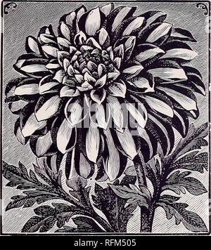 . Von Peacock beschreibenden Handel Liste: 1899. Baumschulen New Jersey Atco Kataloge; Blumen Samen Kataloge. Reinheit. (Siehe vorhergehende Seite) Sammlung.. Fern-leaved Schönheit. (Siehe Seite 9.) Eldorado. Lila, dunkler getippt; große und fein. Emily. Eine der besten; variiert von rosy Lavendel zu Weiß, durchflutet Lavendel. Eine große, schöne und auffallende Blume. Ernest Krebig. Weiß, getaucht Rosa, gespitzt Crim - Sohn. Panny erwerben. Reines Gelb; hat langen Stielen und feinen Form. Juwel. Tief rot; Zwerg: Eine gute bedder. Geo. Smith. Fein, groß, der perfekten Form; Crimson. Deutsche Jungen. Große, gelbe durchdrungen Scarlet Stockfoto