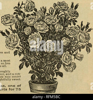 . Frühjahr 1899. Baumschulen (Gartenbau) Ohio Springfield Kataloge; Baumschulen Ohio Kataloge; Pflanzen, Zierpflanzen Kataloge; Blumen Samen Samen Kataloge Kataloge; Gemüse; Rosen Kataloge. BALL DER SCHNEE - (Boule de Niege) - In dieser Vielfalt haben wir einen Hardy, ewig blühende Rose von großem Wert. Es ist eine Rose von großer Größe, Pro-fectly Doppel, exquisit duftende, Pure White'n Farbe und völlig winterhart. Von unschätzbarem Wert für Friedhof anpflanzen, oder wo die weißen Blüten sind erwünscht, wie sie blüht den ganzen Sommer frei. 10 Cent; extra große Pflanzen, 35 Cents. Meister DER WELT - EIN sehr winterhart, ewig blühende Rose Stockfoto