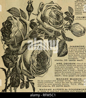. Frühjahr 1899. Baumschulen (Gartenbau) Ohio Springfield Kataloge; Baumschulen Ohio Kataloge; Pflanzen, Zierpflanzen Kataloge; Blumen Samen Samen Kataloge Kataloge; Gemüse; Rosen Kataloge. INNISFALLEN GEWÄCHSHÄUSER, Urbana, Ohio. 7 "Champion" Set Hardy Je = Blühende Rosen. BALL DER SCHNEE - (Boule de Niege) - In dieser Vielfalt haben wir einen Hardy, ewig blühende Rose von großem Wert. Es ist eine Rose von großer Größe, Pro-fectly Doppel, exquisit duftende, Pure White'n Farbe und völlig winterhart. Von unschätzbarem Wert für Friedhof anpflanzen, oder wo die weißen Blüten sind erwünscht, wie sie blüht den ganzen Sommer frei. 10 c Stockfoto