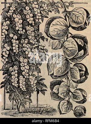 . 1899 Katalog Garten und landwirtschaftliches Saatgut. Baumschulen Pennsylvania Kataloge; Blumen Samen Kataloge; Gemüse; Früchte Samen Samen Kataloge Kataloge. Abutilon Savitzi. ASPARAGUS SPRENGERI. (Neu). Die vielleicht beste neue Werk in - innerhalb von zehn Jahren troduced! Überall hoch gelobt; handsomest gesehen hängenden aus einem Topf oder Korb. Sprays 4 bis 5 Fuß loug, von frischem Grün gefiederten Blätter, nützlich für Blumensträuße, Kränze oder Sprays; verbleibende Perfekt für Wochen nach dem Schneiden. Wächst das ganze Jahr frei. Ex-Trem wertvoll für alle Zwecke. Weiße Blumen, von roten Beeren. 15 C. bis zu $ 2. Stockfoto