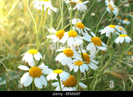 Blüte der Gänseblümchen. Bündel oxeye Daisy, Leucanthemum vulgare. Gartenarbeit Konzept Stockfoto