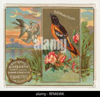 Baltimore Oriole, von den Vögeln von Amerika Serie (N37) bei Allen&Ginter Zigaretten MET DP 838961. Stockfoto