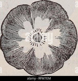 . Die Geo. H. in Mellen Co.: 1899. Baumschulen Ohio Kataloge; Glühlampen (Pflanzen) Kataloge; Blumen Samen Kataloge; Pflanzen, Zierpflanzen, Obst Kataloge Kataloge. . Bitte beachten Sie, dass diese Bilder sind von der gescannten Seite Bilder, die digital für die Lesbarkeit verbessert haben mögen - Färbung und Aussehen dieser Abbildungen können nicht perfekt dem Original ähneln. extrahiert. Geo. H. in Mellen Co; Innisfallen Gewächshäuser; Henry G. Gilbert Baumschule und Saatgut Handel Katalog Kollektion. Springfield, Ohio: Geo. H. in Mellen Co. Stockfoto