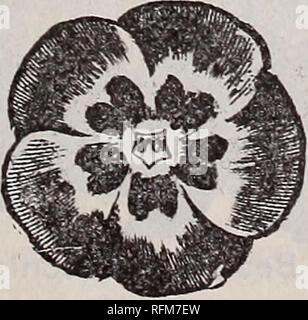 . Die Geo. H. in Mellen Co.: 1899. Baumschulen Ohio Kataloge; Glühlampen (Pflanzen) Kataloge; Blumen Samen Kataloge; Pflanzen, Zierpflanzen, Obst Kataloge Kataloge. . Bitte beachten Sie, dass diese Bilder sind von der gescannten Seite Bilder, die digital für die Lesbarkeit verbessert haben mögen - Färbung und Aussehen dieser Abbildungen können nicht perfekt dem Original ähneln. extrahiert. Geo. H. in Mellen Co; Innisfallen Gewächshäuser; Henry G. Gilbert Baumschule und Saatgut Handel Katalog Kollektion. Springfield, Ohio: Geo. H. in Mellen Co. Stockfoto