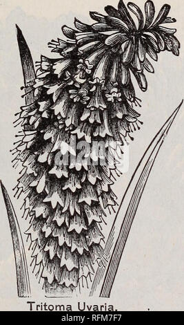 . Die Geo. H. in Mellen Co.: 1899. Baumschulen Ohio Kataloge; Glühlampen (Pflanzen) Kataloge; Blumen Samen Kataloge; Pflanzen, Zierpflanzen, Obst Kataloge Kataloge. Blutende Herz.. Tritoma Uvari TRITOHA UVARIA. (Flamme Blume.) Splendid Hälfte - hardy Sommer und Au-Herbst blühende Pflanze, die herrlichen Prozent spikes der Reichen orange rot Blumen; kann im Boden im Winter mit guten Schutz verlassen werden, oder sie kann ud im Herbst und Topfpflanzen genommen und gehalten von Frost. Preis 15 c, jedes; zwei für 25c. YUCCA FILAMENTOSA. (Adam's Needle.) Eine tropische aussehende Pflanze, mit langen, schmalen Blätter, grün Das enti bleiben Stockfoto