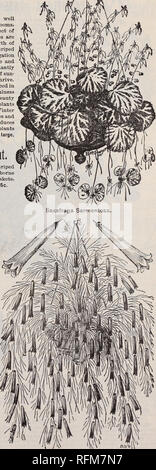 . Die Geo. H. in Mellen Co.: 1899. Baumschulen Ohio Kataloge; Glühlampen (Pflanzen) Kataloge; Blumen Samen Kataloge; Pflanzen, Zierpflanzen, Obst Kataloge Kataloge. Strobilanthes Dyerianus. STROBILANTHES DYERIANUS. Diese Anlage wird zweifellos allseits beliebt wegen seiner brillanten und exquisite Farbgebung geworden ist, ist auch die außerordentlich einfach das Wachstum und die Nützlichkeit als Zierpflanze. Es übertrifft die feinsten Coleus, Begonien oder Bertolonias in der exquisiten Farbe der Blätter, außer dem die langen blütenständen von schönen violetten Blüten, mit denen die Pflanze in der Mitte abgedeckt ist - Winter, stark enhan Stockfoto