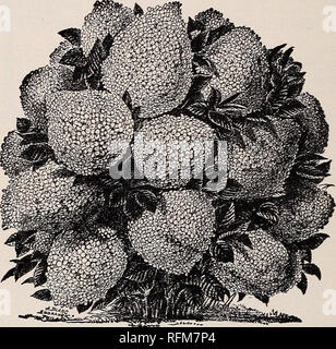. Illustrierte beschreibenden Katalog von Obstbäumen und kleinen Früchten, Weinreben, esculent Reben, dekorative Bäume, Sträucher, Kletterpflanzen, etc.. Baumschulen (Gartenbau) Michigan Monroe Kataloge; Obstbäume Sämlinge Kataloge; Obst; Pflanzen von Zierpflanzenarten Kataloge Kataloge; Bäume; Sträucher Sämlinge Kataloge Kataloge. 58 1. E. ILGENFRITZ SÖHNE ROUGH-LEAVED, (SCABRA). - eine sehr starke wachsende Strauch, der schönen weißen Blüten im Überfluss. Bunte anmutig, (griech. VARIEGATA). - Ähnlich der Büchse mit buntem Laub. Euonymus - Erdbeere, oder Spindel. AMERICAN, (americanus). - Eine schöne grosse Sh Stockfoto