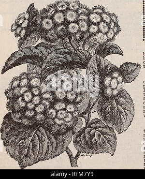 . Die Geo. H. in Mellen Co.: 1899. Baumschulen Ohio Kataloge; Glühlampen (Pflanzen) Kataloge; Blumen Samen Kataloge; Pflanzen, Zierpflanzen, Obst Kataloge Kataloge. Abutilon goldenen Glocken. Boule de Neige - rein weißen Blüten des Echten "Glocke" Form, Zwerg und kompakt in Wachstum, aber stark, gesund und immer. Preis, 10 c Jeder. BiiiiiiiiiiiiiiiiiiatsEiiiiiiiiiBigjtiiasiiiiiiiEiiiiiaiiBiiiiiiiiiiiiiiiiiiiiiiiiiBiiiiiiiiiiiiiiiiiiiiiiiiiifiisiiifiiiiiiiiiitriiiiiiiiiiiiiiiiiiiiiiiii iiiiiimmiiuiiii. r Ageraturn, Fürstin Pauline. Neue Ageraturn, Fürstin Pauline. Eine neuartige Reihe von Zwerg co Stockfoto