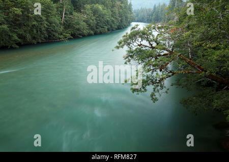 Skagit River Newhalem, Nord, Kaskaden, Washington State, USA Stockfoto