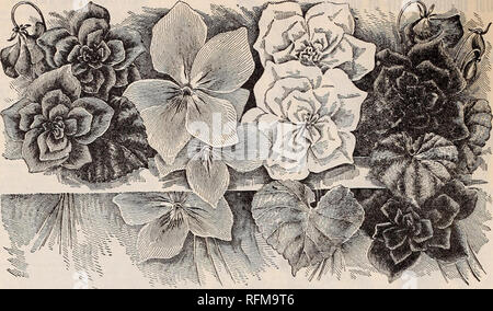 . Blumen Edelsteinen. Baumschulen (Gartenbau) Ohio Springfield Kataloge; Pflanzen, Zierpflanzen Kataloge Kataloge; Lampen; Blumen (Pflanzen) Kataloge. 58 McGregor Brüder, Floristen, Springfield, Ohio. MARIE LOUISE. Prinzessin oder Wales. SWAN LASSEN WEISS. Doppel Englisch. Veilchen. Alle herrlichen Düfte, die von Veilchen ist das empfindlichste und angenehm, und die bescheidene, kleine hlue Blumen unter - unsere größten Favoriten. Veilchen wachsen und blühen während der Winter ohne Probleme, wie immer, wenn eine coole Situation gegeben, aber es wird nicht an einem warmen Ort zu folgen. HARDY ENGLISH VIOLETT. Dieses Violett Stockfoto