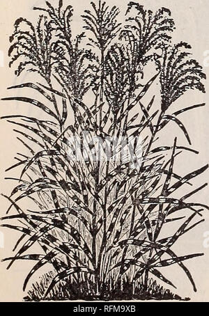 . Blumen Edelsteinen. Baumschulen (Gartenbau) Ohio Springfield Kataloge; Pflanzen, Zierpflanzen Kataloge Kataloge; Lampen; Blumen (Pflanzen) Kataloge. IRIS JARIAR KJEMPFERI-IRIS. SPIREAS. Schönen Sträucher der einfachsten Kultur. Sie alle sind winterhart und auffälligen Blüten, die in der Regel in Rispen, die vor der vailing - Farben, Weiß, Rosa, Crimson, usw. Sehr desir für gebüsche oder blühenden Gärten. Billiardi - ein stark wachsender, rosa blühenden, spät blühenden Arten. Preis, 10 Cent. Van Honte - Starke Züchter; Blumen Pure White in • Cluster. Preis, 10 Cent. Antlionj-Waterer - Eine neue Crimson - blühende Sorte, ein Stockfoto