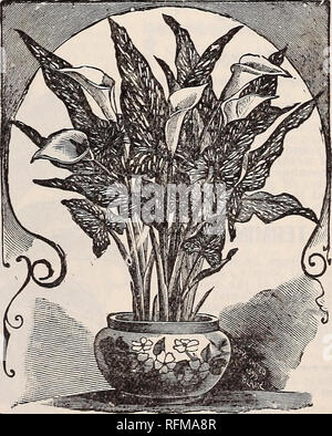 . Blumen Edelsteinen. Baumschulen (Gartenbau) Ohio Springfield Kataloge; Pflanzen, Zierpflanzen Kataloge Kataloge; Lampen; Blumen (Pflanzen) Kataloge. Cbe Bern In es gegeben, einen fairen Prozess mit dem "gewöhnlichen Sorte wie die Calla lily, die nur Einwände gegen die alte Sorte bekannt ist, dass es manchmal wächst hoch und Zotteligen; aber die "Juwel" ist von starken und Zwerg Gewohnheit. Das Laub ist einer glänzend dunkelgrün, in großer Fülle produziert wird. Die Blüten sind pro-in der grössten Fülle eingeführt, werden buchstäblich immer blühende Pflanze; es wird frei den ganzen Sommer im freien Boden blühen; im September Stockfoto
