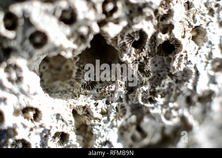 Coral, Makro, tropischen, Shell, Riff, Meer, Objekt-, Marine-, Design, Textur, - Nahaufnahme, exotische, Dekoration, Insel, aquatische, getrocknet, Organismus, Seashell Stockfoto